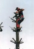 Norfolk Pine - Kwaaiwater_7_s